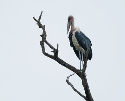 Maraboe / Marabou Stork