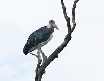 Maraboe / Marabou Stork