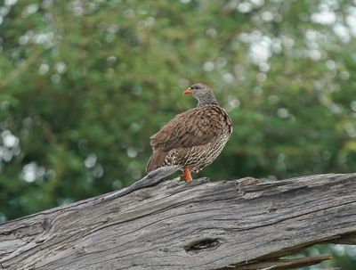 Natalse Fisant / Natal Spurfowl