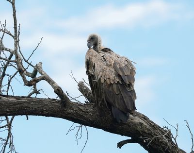 Witrugaasvoël / White-backed Vulture