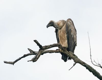 Witrugaasvoël / White-backed Vulture