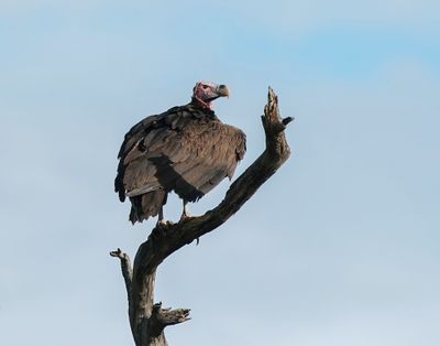 Swartaasvoël / Lappet-faced Vulture