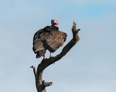 Swartaasvoël / Lappet-faced Vulture