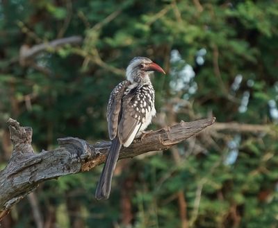 Rooibekneushoringvoël / Southern Red-billed Hornbill