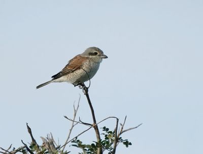 Rooiruglaksman / Red-backed Shrike