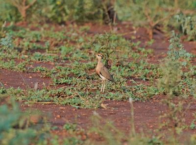 Trekdrawwertjie / Temminck's Courser