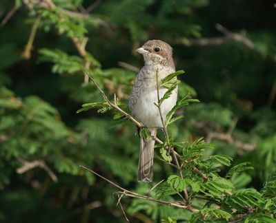 Rooiruglaksman / Red-backed Shrike