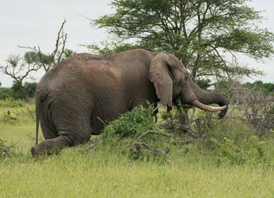 Savanne-olifant / African Elephant