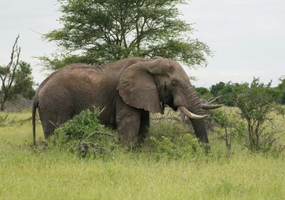 Savanne-olifant / African Elephant