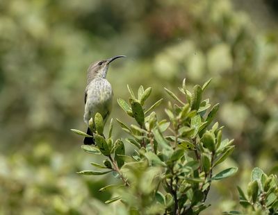 Swartsuikerbekkie / Amethyst Sunbird