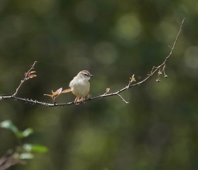 Vleitinktinkie / Levaillant's Cisticola