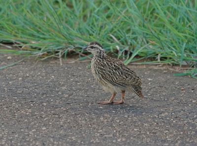 Bospatrys / Crested Francolin