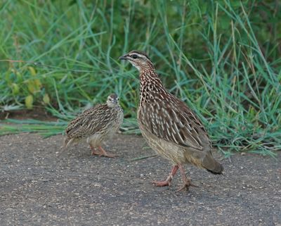 Bospatrys / Crested Francolin