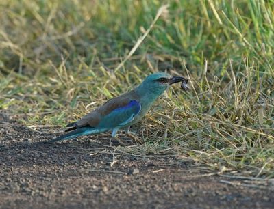 Europese Troupant / European Roller