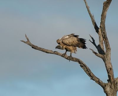 Witrugaasvoël / White-backed Vulture