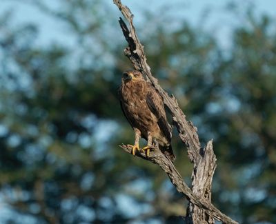 Bruinarend / Wahlberg's Eagle