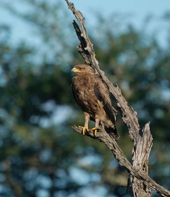 Bruinarend / Wahlberg's Eagle