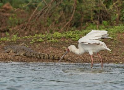 Lepelaar / African Spoonbill