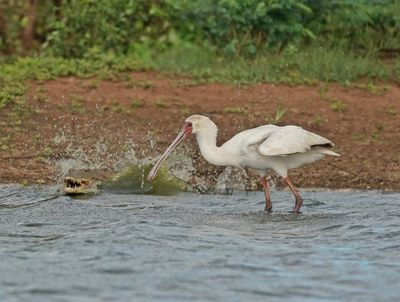 Lepelaar / African Spoonbill