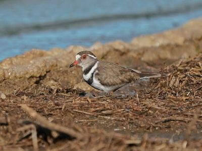 Driebandstrandkiewiet / Thee-banded Plover