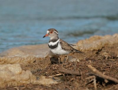Driebandstrandkiewiet / Thee-banded Plover
