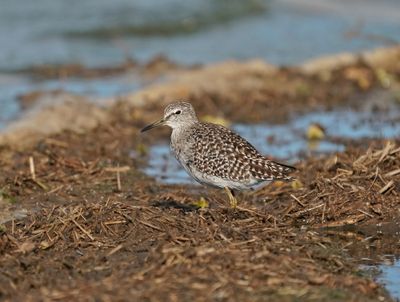 Bosruiter / Wood Sandpiper