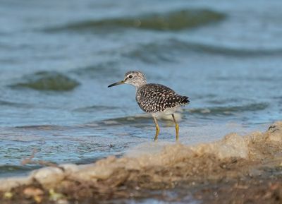 Bosruiter / Wood Sandpiper