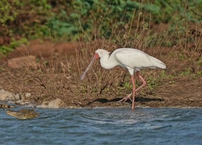 Lepelaar / African Spoonbill