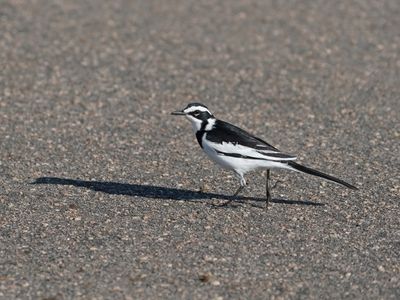 Bontkwikkie / African Pied Wagtail