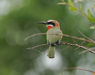 Roodkeelbyvreter / White-fronted Bee-eater