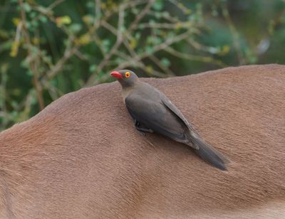 Rooibekrenostervoël / Red-billed Oxpecker