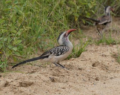Rooibekneushoringvoël / Southern Red-billed Hornbill