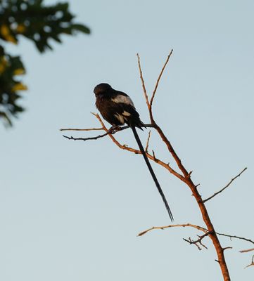 Langstertlaksman / Magpie Shrike