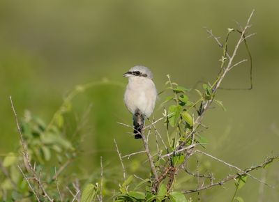 Gryslaksman / Lesser Grey Shrike