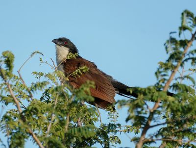 Gewone Vleiloerie / Burchell's Coucal