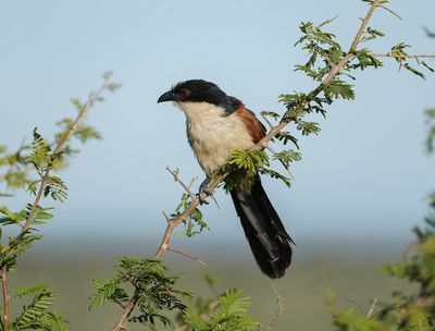 Gewone Vleiloerie / Burchell's Coucal