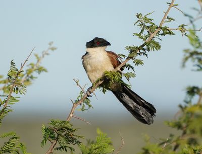 Gewone Vleiloerie / Burchell's Coucal