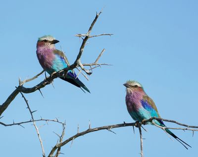 Gewone Troupant / Lilac-breasted Roller