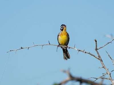 Rooirugstreepkoppie / Golden-breasted Bunting