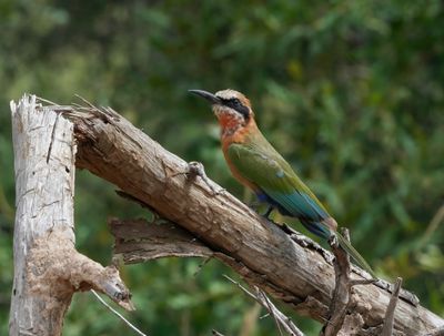 Roodkeelbyvreter / White-fronted Bee-eater