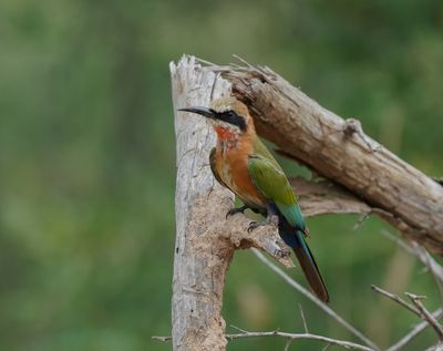 Roodkeelbyvreter / White-fronted Bee-eater
