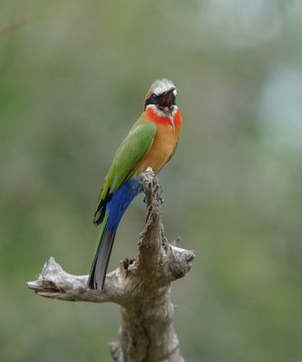 Roodkeelbyvreter / White-fronted Bee-eater