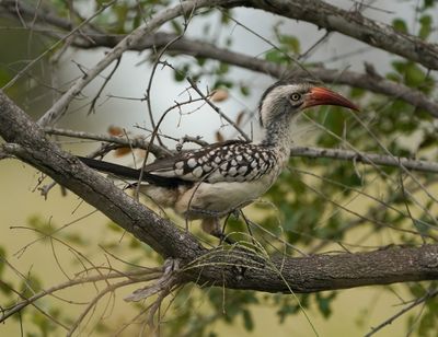 Rooibekneushoringvoël / Southern Red-billed Hornbill