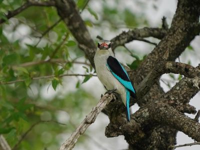 Bosveldvisvanger / Woodland Kingfisher