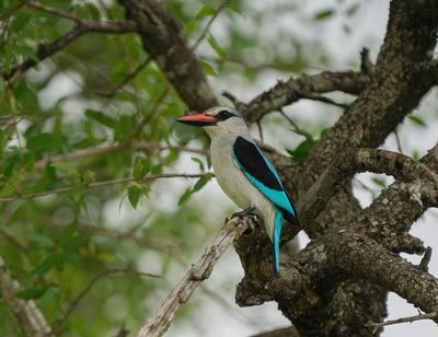 Bosveldvisvanger / Woodland Kingfisher
