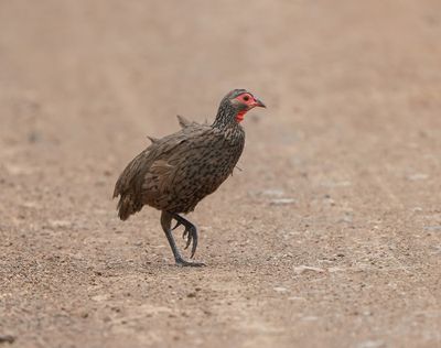 Bosveldfisant / Swainson's Spurfowl