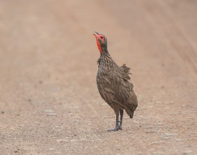 Bosveldfisant / Swainson's Spurfowl