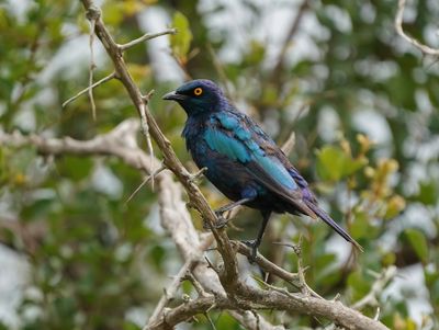Kleinglansspreu / Cape Glossy Starling