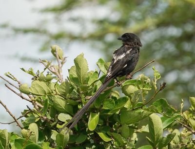 Langstertlaksman / Magpie Shrike