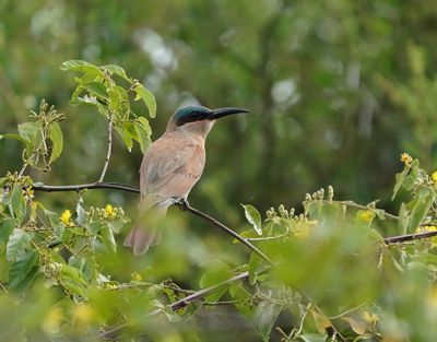 Rooiborsbyvreter / Southern Carmine Bee-eater